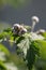 Vertical selective focus shot of common hazelnut buds