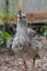 Vertical selective focus shot of a Crested Seriema