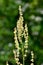 Vertical selective focus shot of a Curly Dock