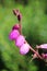 Vertical selective focus shot of Daboecia cantabrica flowers with a blurry green background