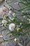 Vertical selective focus shot of Dandelion plants growing in the street