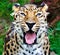 Vertical selective focus shot of a dangerous African Leopard roaring at the camera