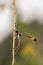 Vertical selective focus shot of a digger wasp on a twig