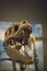 Vertical selective focus shot of a dinosaur skeleton captured in a museum