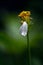 Vertical selective focus shot of a dying Shepherd\'s needles flower with a single white petal