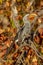 Vertical selective focus shot of an exotic bird on the branch of an autumnal tree