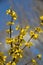 Vertical selective focus shot of Forsythia flowers under the blue sky