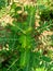 Vertical selective focus shot of green acacia plant in the nature