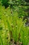 Vertical selective focus shot of green ostrich fern