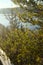 Vertical selective focus shot of green pine leaves in a tree in the forest in Kentucky, USA