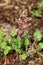 Vertical selective focus shot of heuchera plants growing in the soil