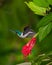 Vertical selective focus shot of a hummingbird flying near a pink flower