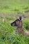 Vertical selective focus shot of a kangaroo lying on green grass