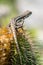 Vertical selective focus shot of a lizard standing on a cactus
