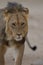 Vertical selective focus shot of a magnificent lion in the middle of the desert