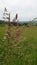 Vertical selective focus shot of meadow bluegrass