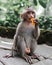 Vertical selective focus shot of a monkey sitting on the ground while eating a mandarin orange