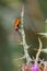 Vertical selective focus shot of an orange beetle on a thorny plant