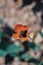 Vertical selective focus shot of an orange papaver flower in the forest
