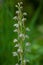 Vertical selective focus shot of an Orchis Anthropophora flowering plant
