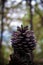 Vertical selective focus shot of a pinecone with a blurry background