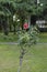 Vertical selective focus shot of pink knock out rose in the garden