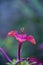 Vertical selective focus shot of pink mirabilis flower