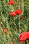 Vertical selective focus shot of poppies in a field in Armenia