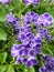 Vertical selective focus shot of purple duranta erecta