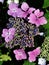 Vertical selective focus shot of purple mountain hydrangea in Diepenheim, the Netherlands