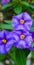 Vertical selective focus shot of purple nightshade flowers