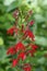 Vertical selective focus shot of a red Cardinal flower growing in the woods in Missouri