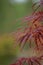 Vertical selective focus shot of red Japanese maple leaves