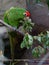 Vertical selective focus shot of a Red-masked parakeet perched on the branch