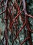 Vertical selective focus shot of red-osier dogwood plant branches