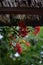 Vertical selective focus shot of red rowan fruit