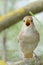 Vertical selective focus shot of a singing nightingale