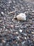 Vertical selective focus shot of a small white rock on a landscape of gravel