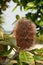 Vertical selective focus shot of the Swamp banksia plant