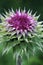 Vertical selective focus shot of a Tall Thistle growing in Missouri with a blurred background