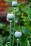 Vertical selective focus shot of unbloomed common daisy flowers surrounded by greenery