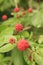 Vertical selective focus shot of an unripe red wild berry on the bush