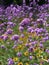 Vertical selective focus shot of violet Common verbena flowers
