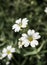 Vertical selective focus shot of white Greater Stitchwort blossoms