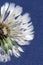 Vertical selective focus shot of the white petals of a dandelion on a blue background