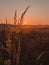 Vertical selective focus shot of the wild plants growing in the field during the sunset