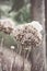 Vertical selective focus shot of withered hydrangea