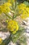 Vertical selective focus shot of yellow ferula plant