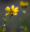 Vertical selective focus shot of yellow Prairie broomweed flower on blur background