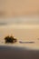 Vertical selective focus of a tiny seaweed, Sargassum on the wet sand in Galveston, Texas